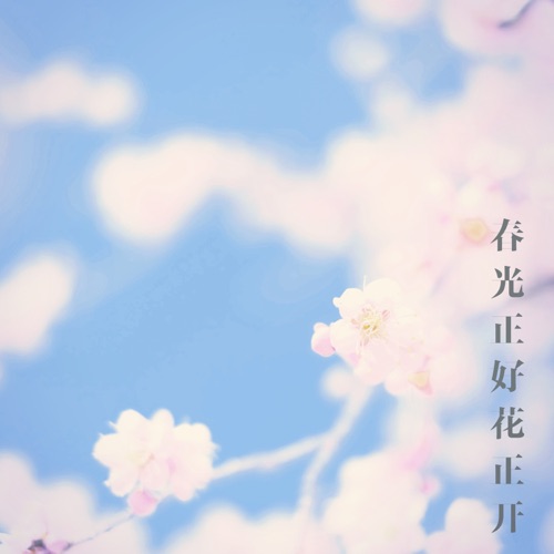 春光正好花正开 – 群星-无损音乐