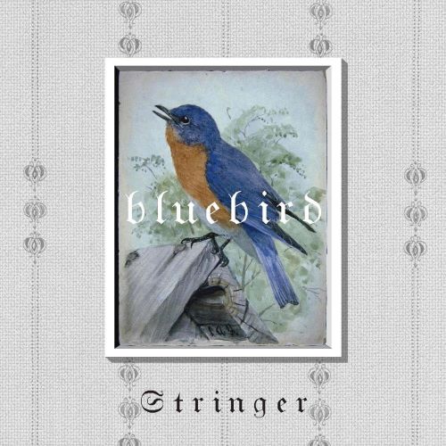 弦子 Bluebird-无损音乐