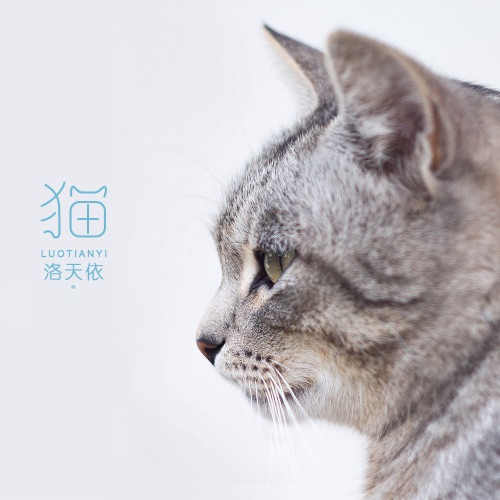 猫 – Single – 洛天依-无损音乐