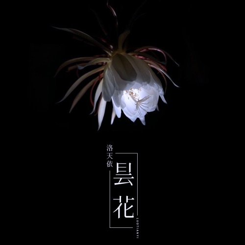昙花 – Single – 洛天依-无损音乐
