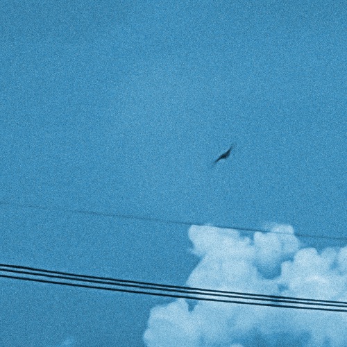 野鸟 – Single – 宋德鹤-无损音乐