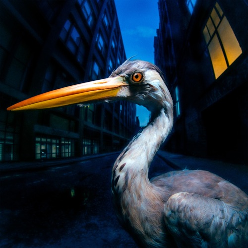 Decoding Birdsong – Antony Szmierek-无损音乐