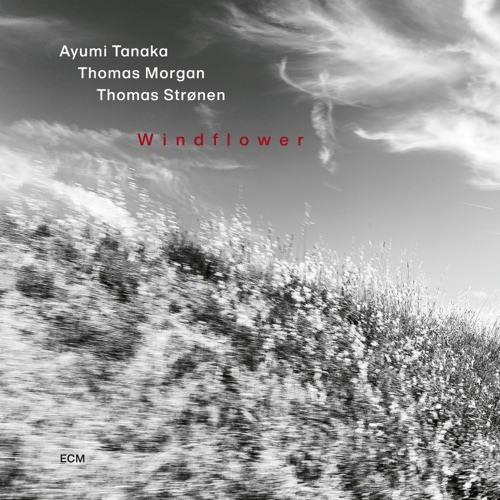 Windflower – Ayumi Tanaka, Thomas Morgan & Thomas Strønen-无损音乐